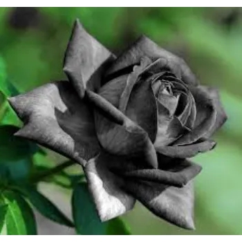 Better Black Rose